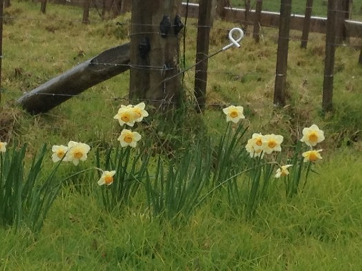daffidills 2